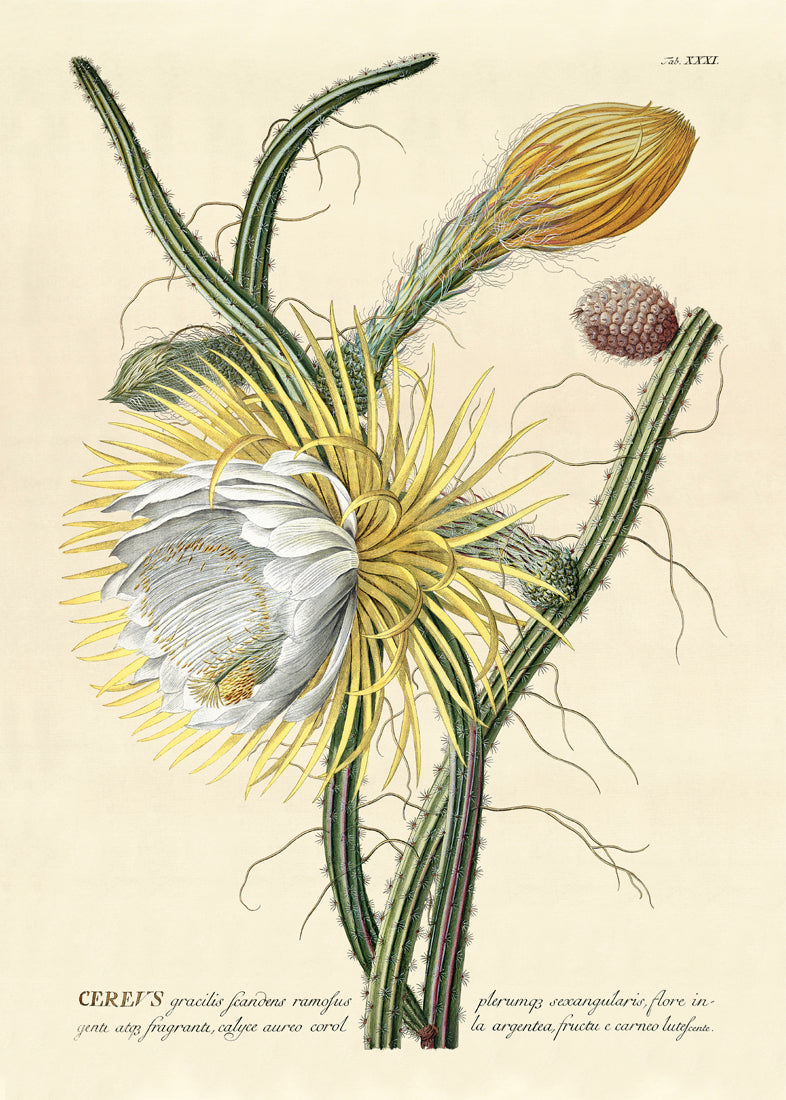 Cereus II.
