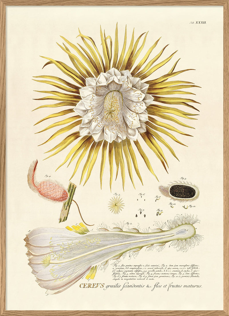 Cereus Flower