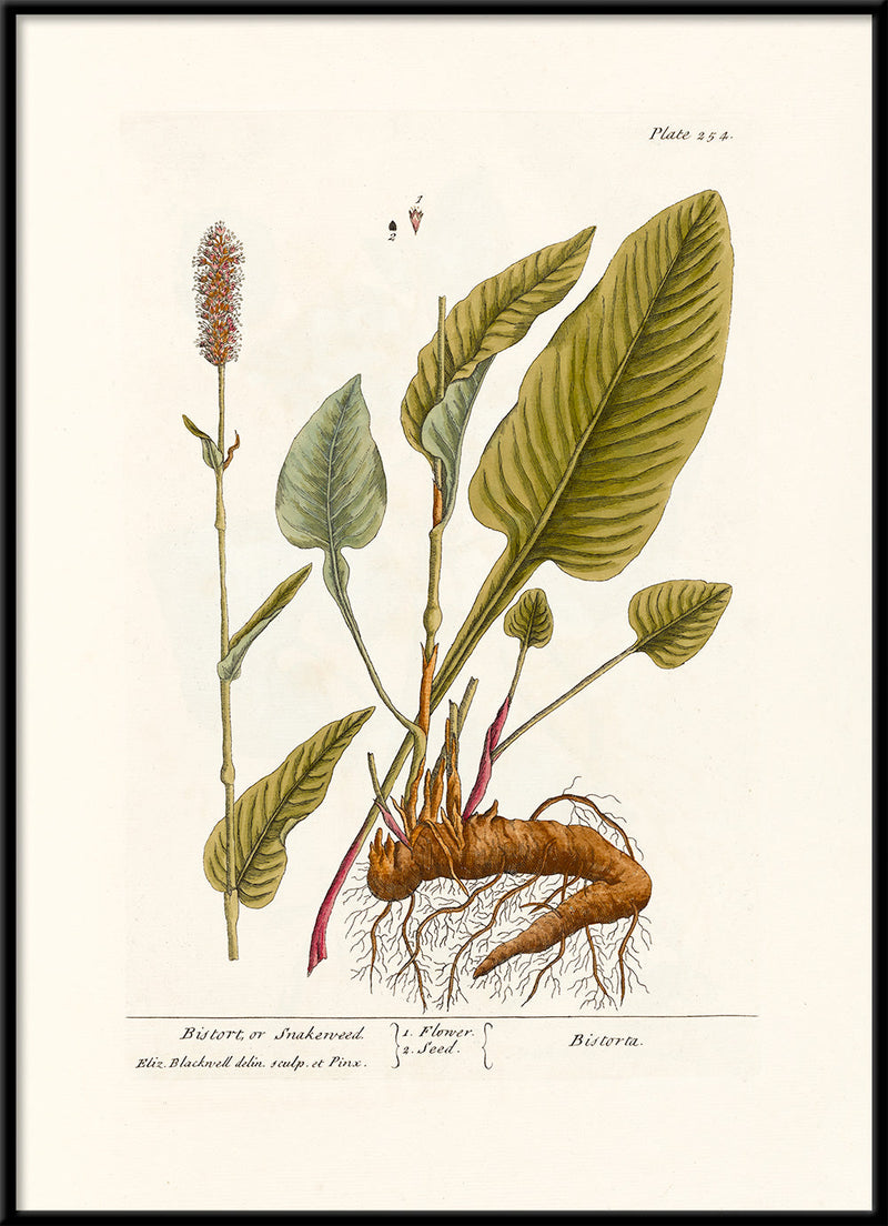 Bistort or Snakeweed