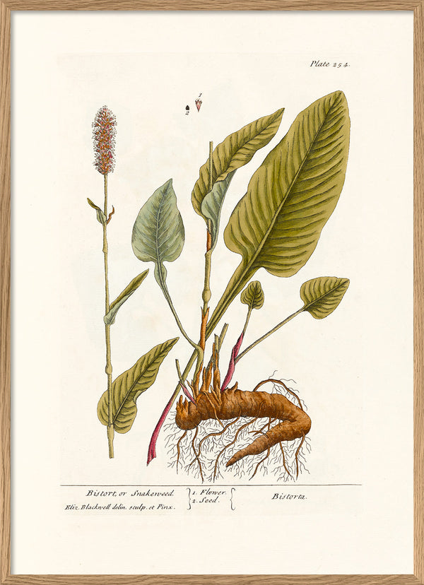 Bistort or Snakeweed