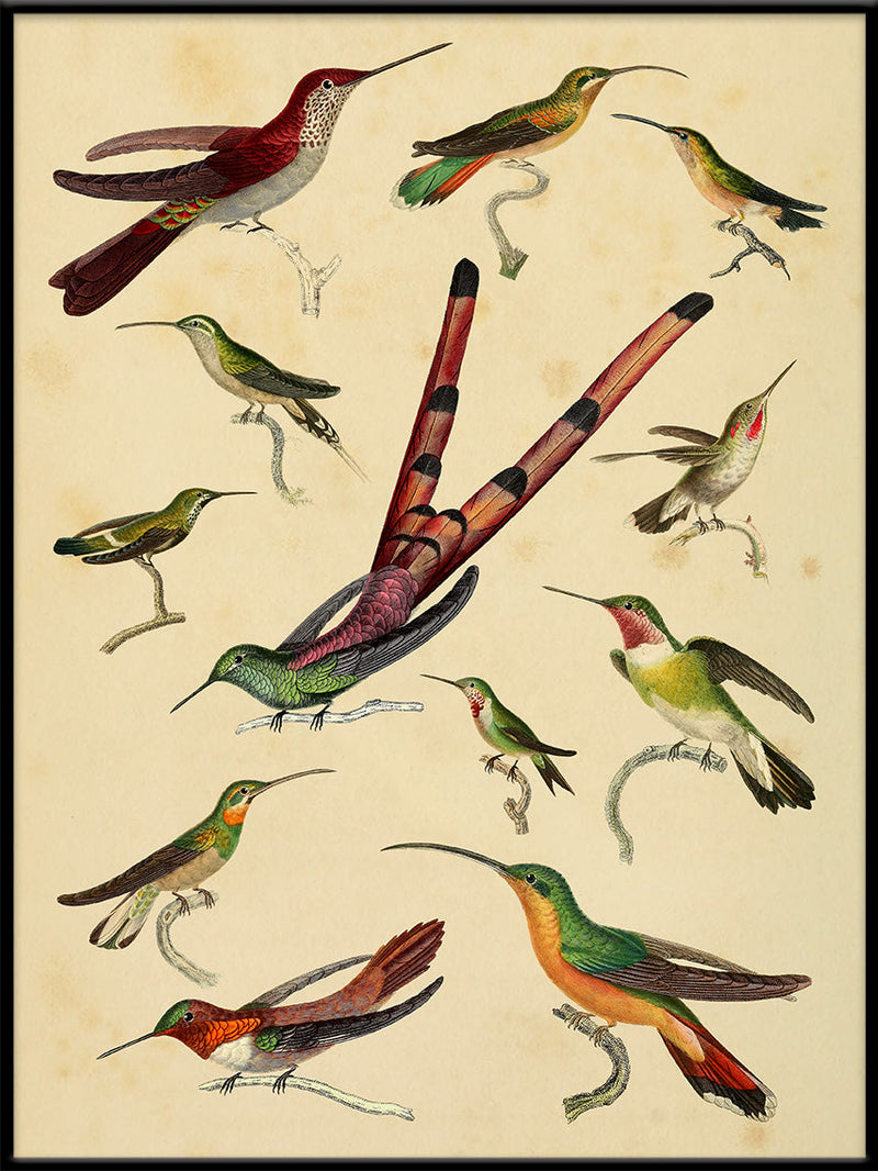 Hummingbirds