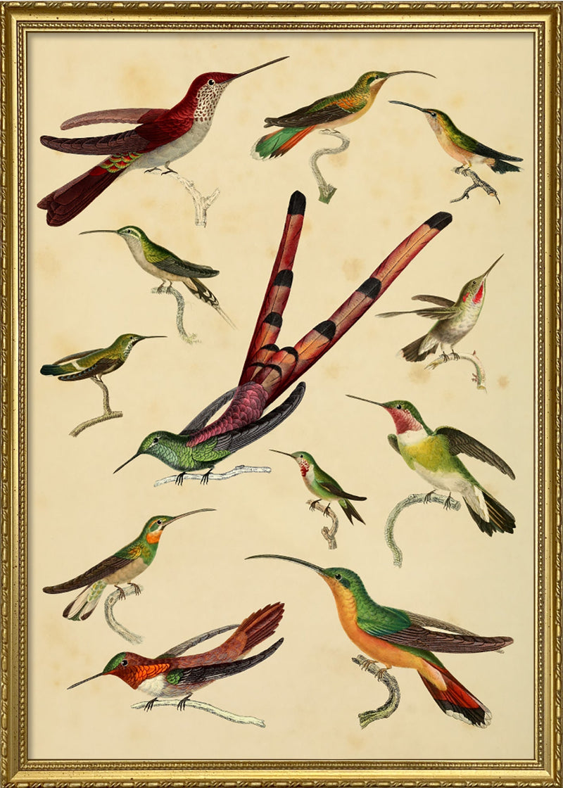 Hummingbirds