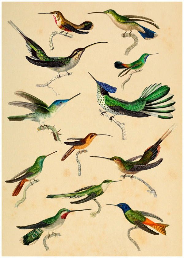 Hummingbirds