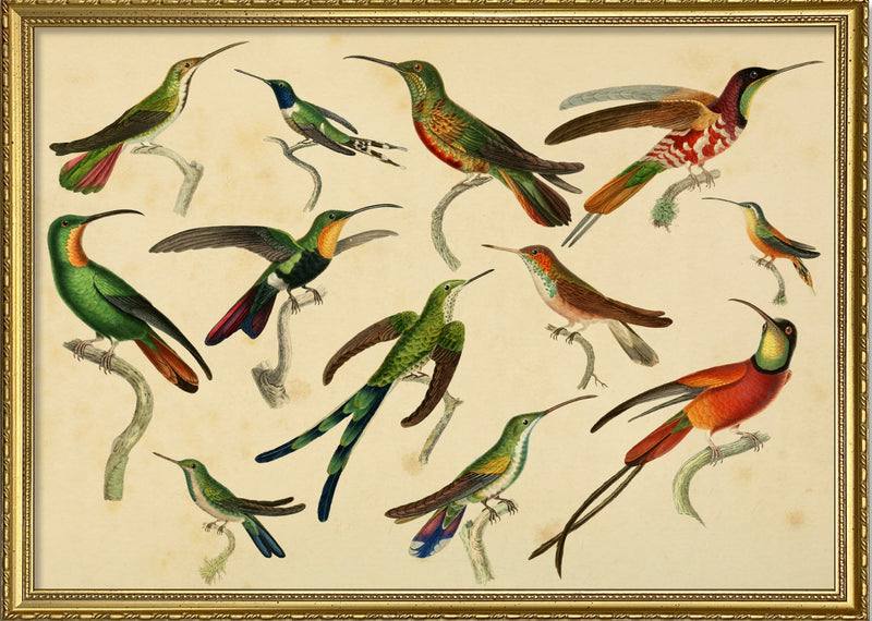 Hummingbirds