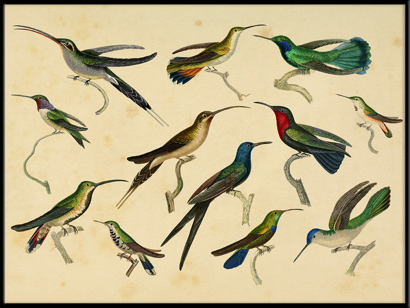 Hummingbirds