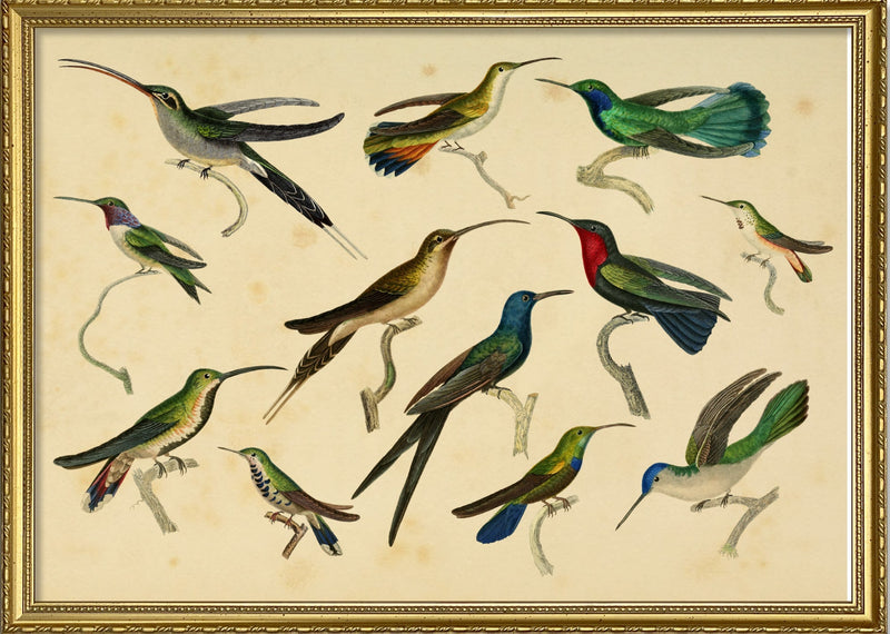 Hummingbirds