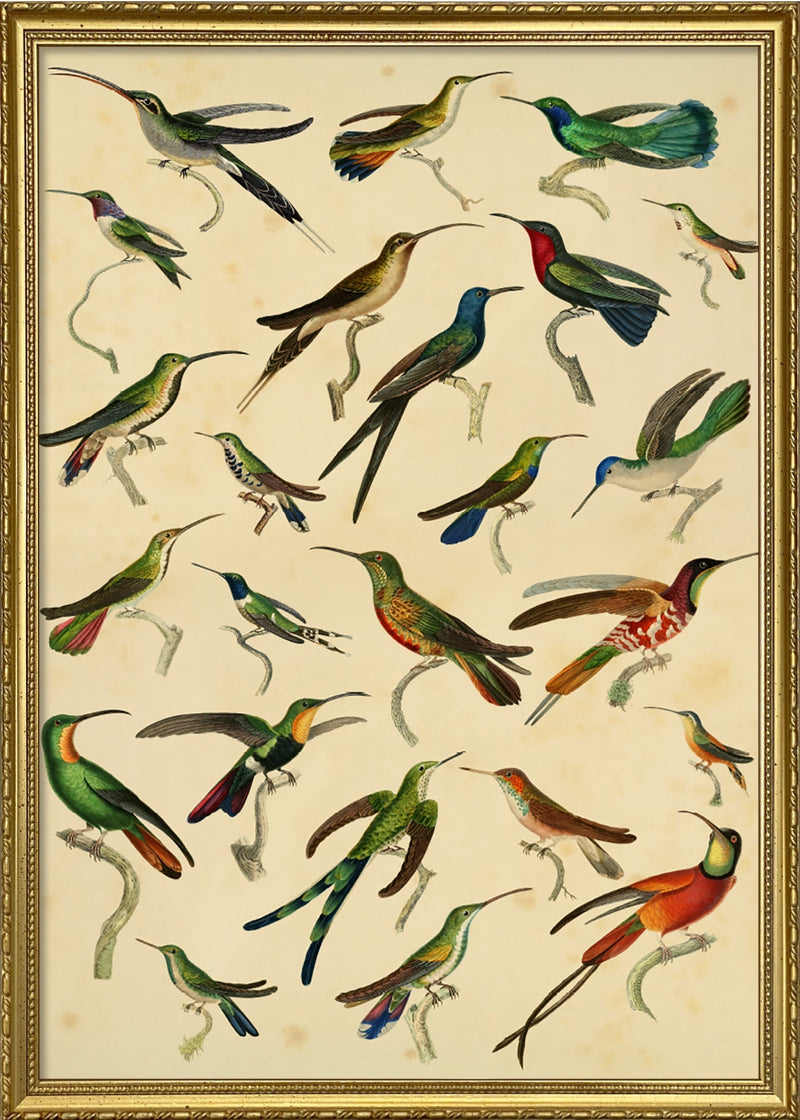 Hummingbirds