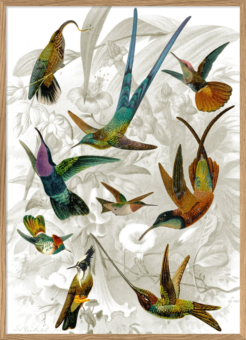 Hummingbirds