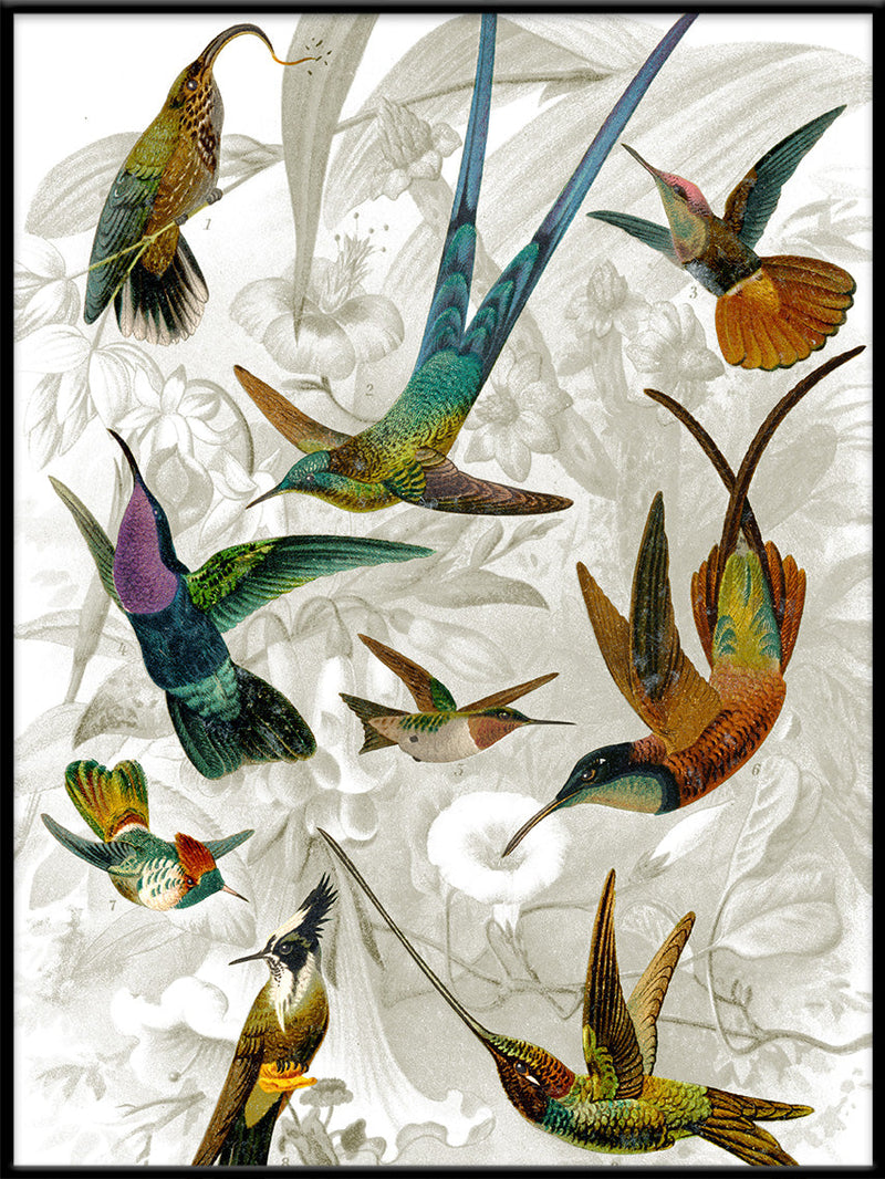 Hummingbirds