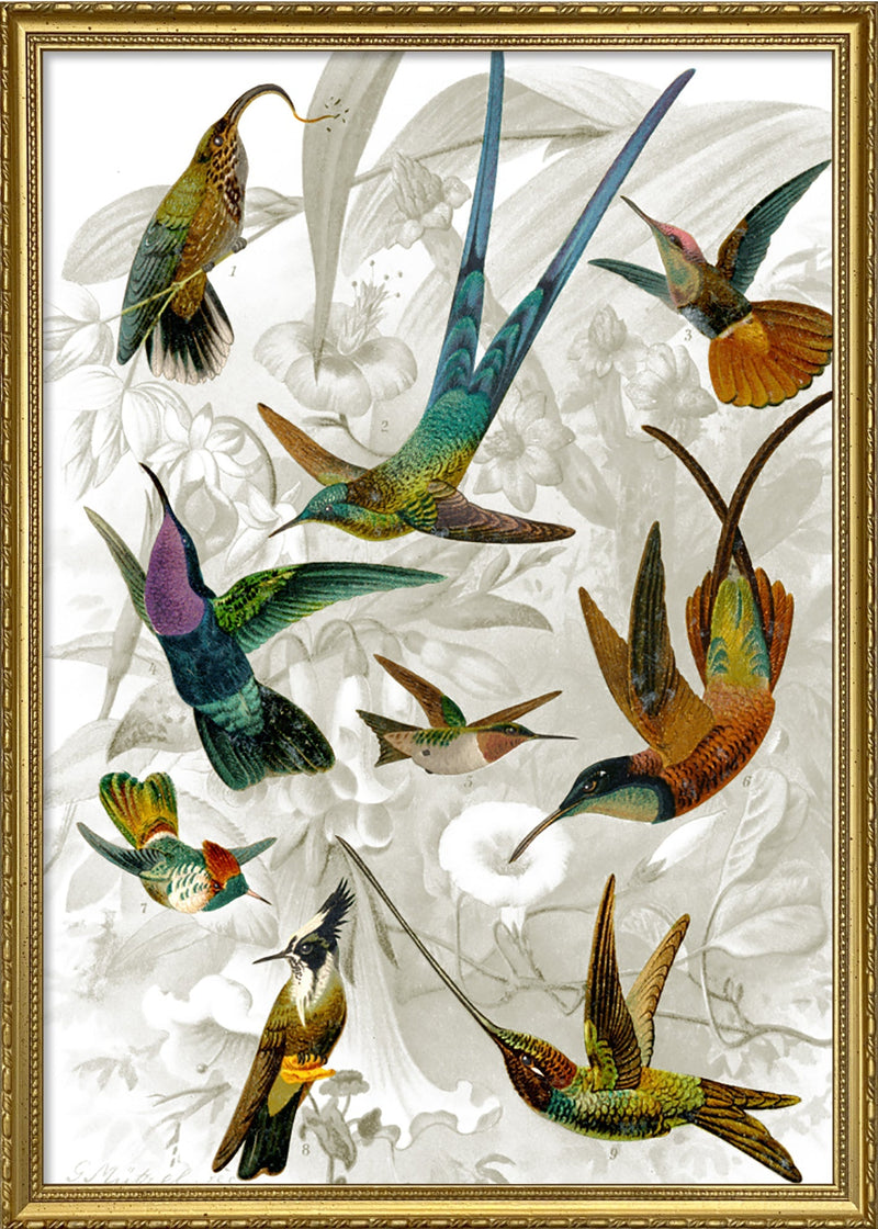 Hummingbirds