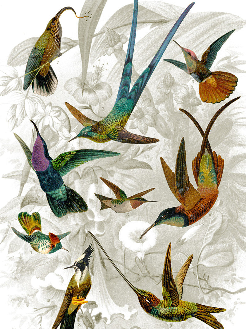 Hummingbirds