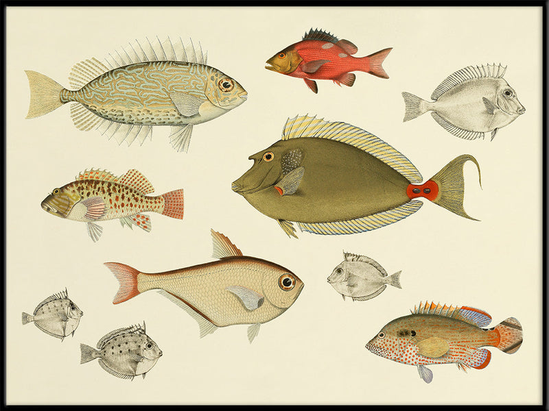 Fishes