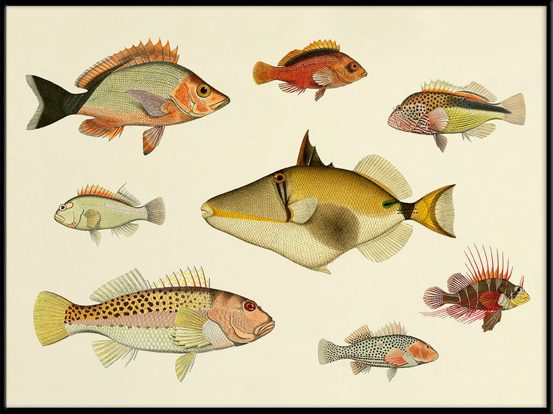 Fishes