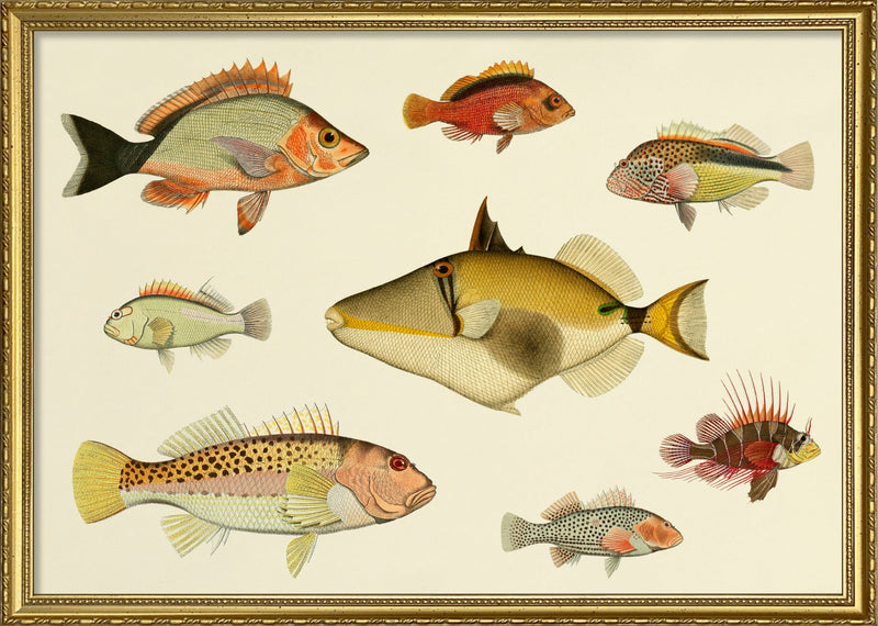 Fishes