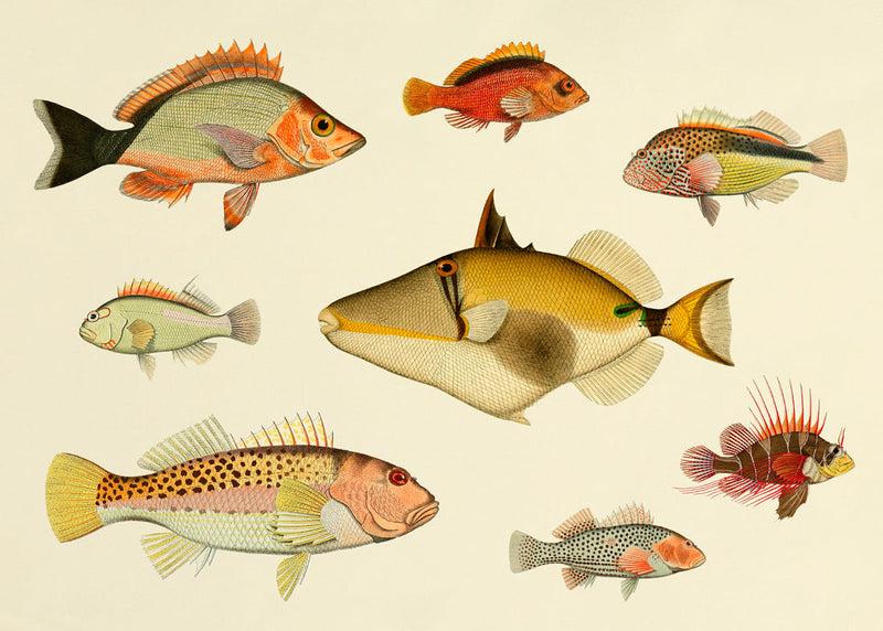 Fishes