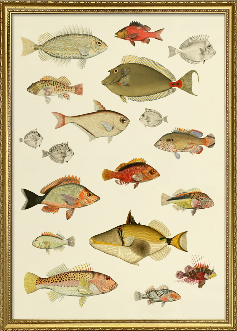 Fishes