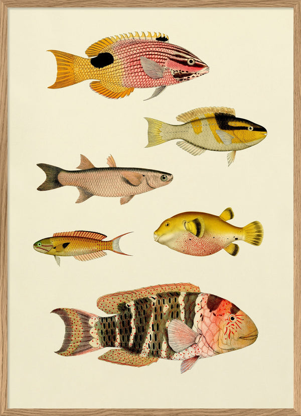 The Fishes