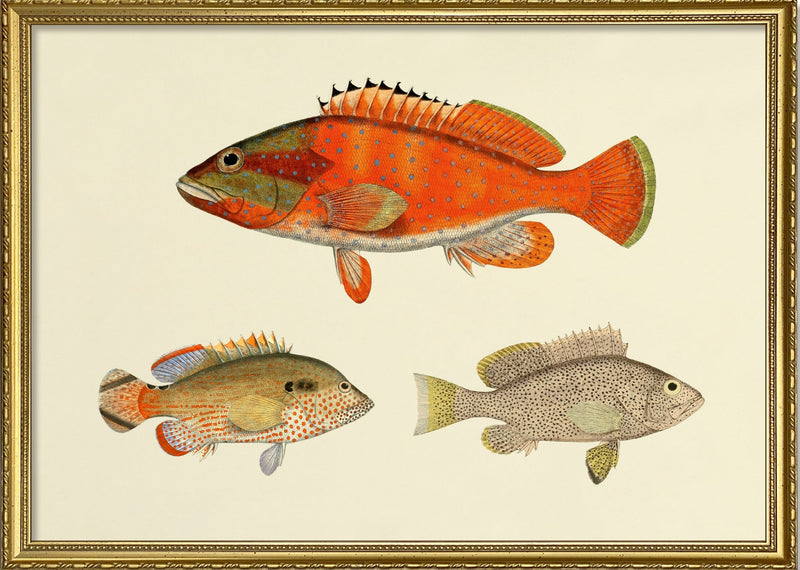 The Fishes