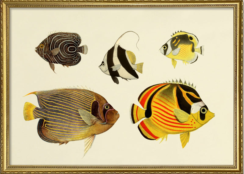 The Fishes