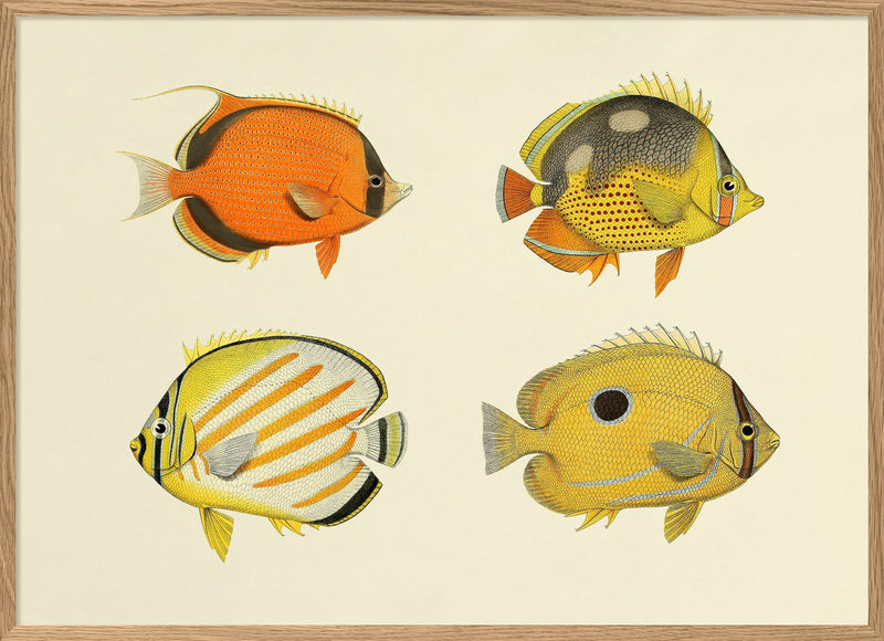 The Fishes