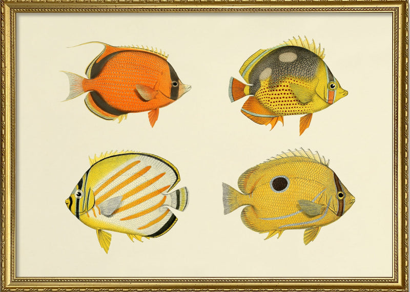 The Fishes