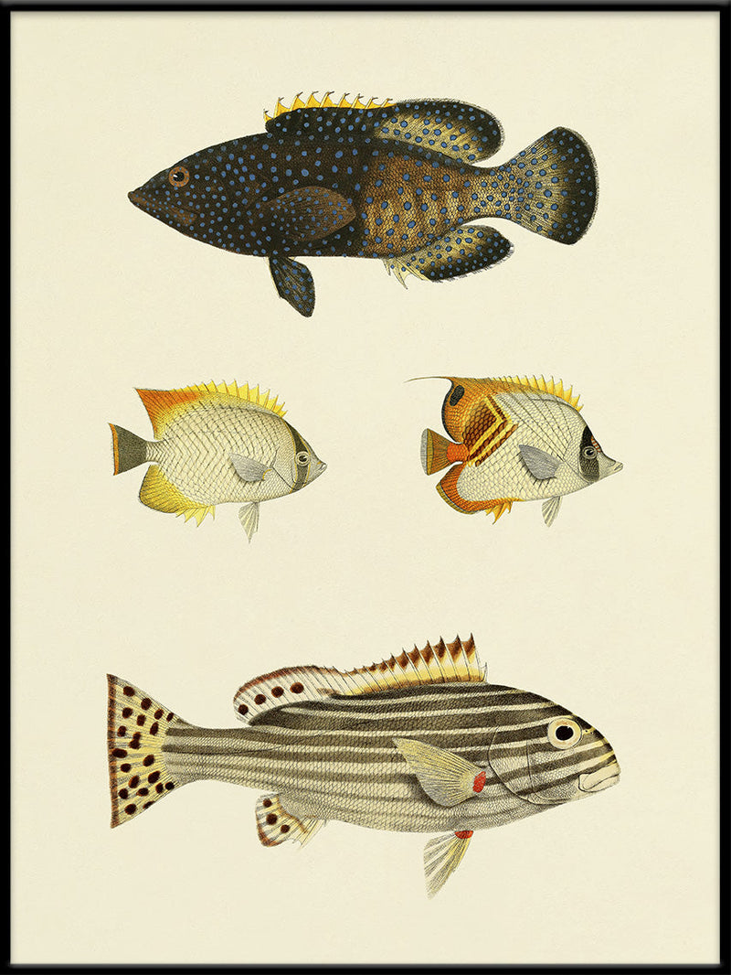 The Fishes