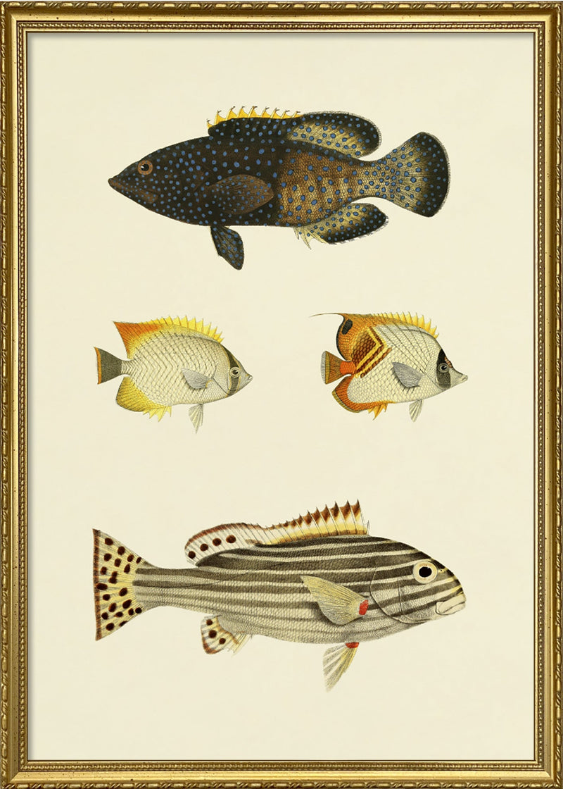 The Fishes