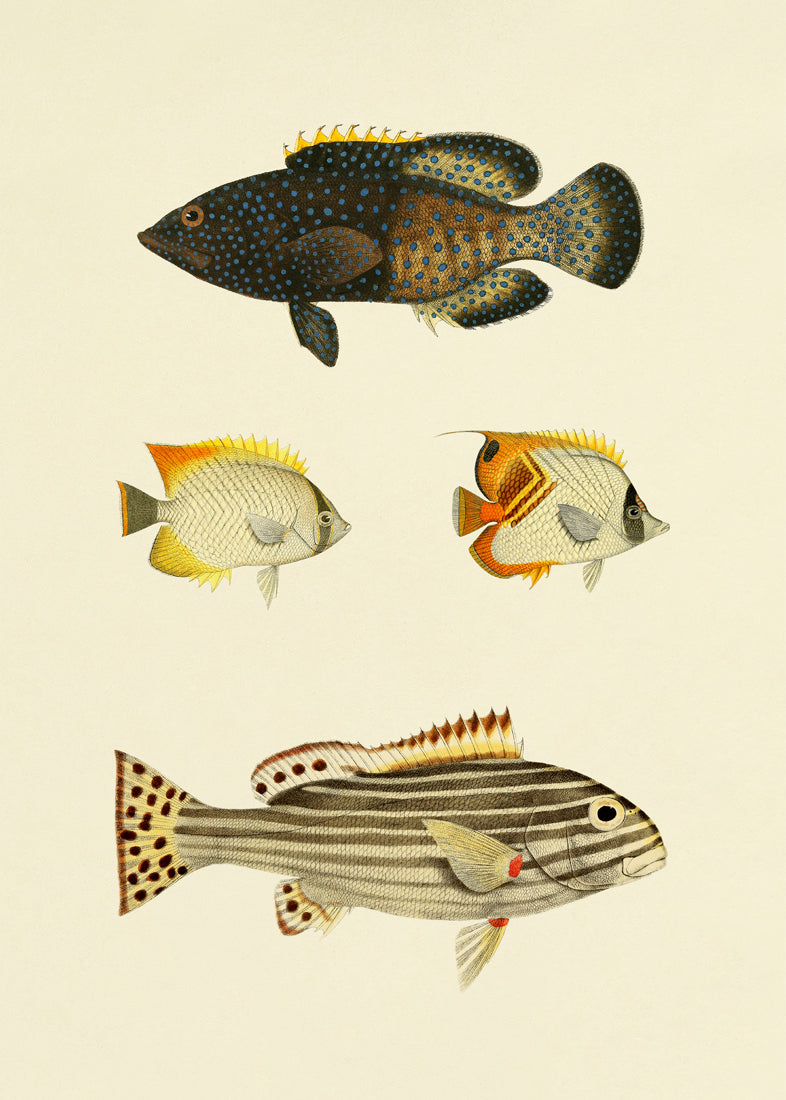 The Fishes