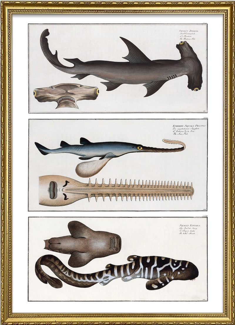 Hammerhead shark, Sawfish and Zebra Shark