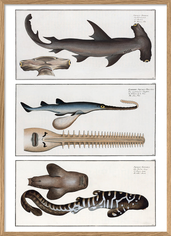 Hammerhead shark, Sawfish and Zebra Shark