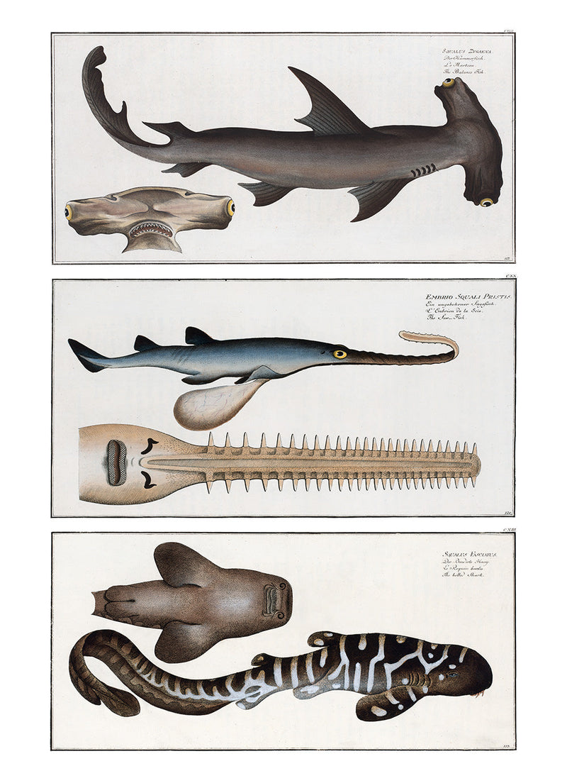 Hammerhead shark, Sawfish and Zebra Shark