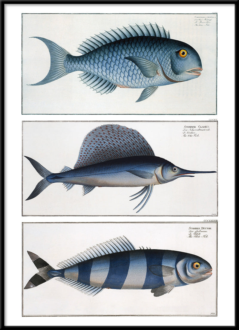 Bluefish, Ola-Fish and Pilot fish