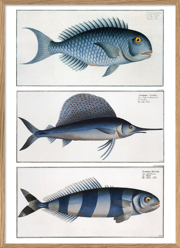 Bluefish, Ola-Fish and Pilot fish