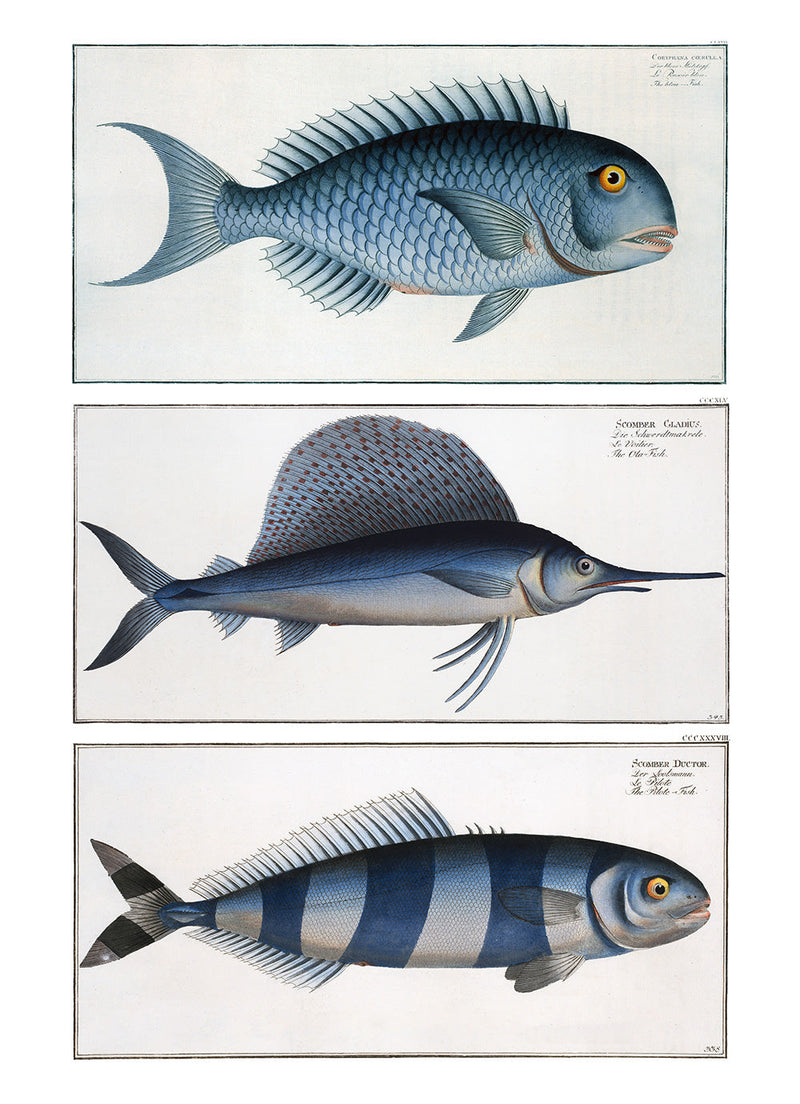 Bluefish, Ola-Fish and Pilot fish