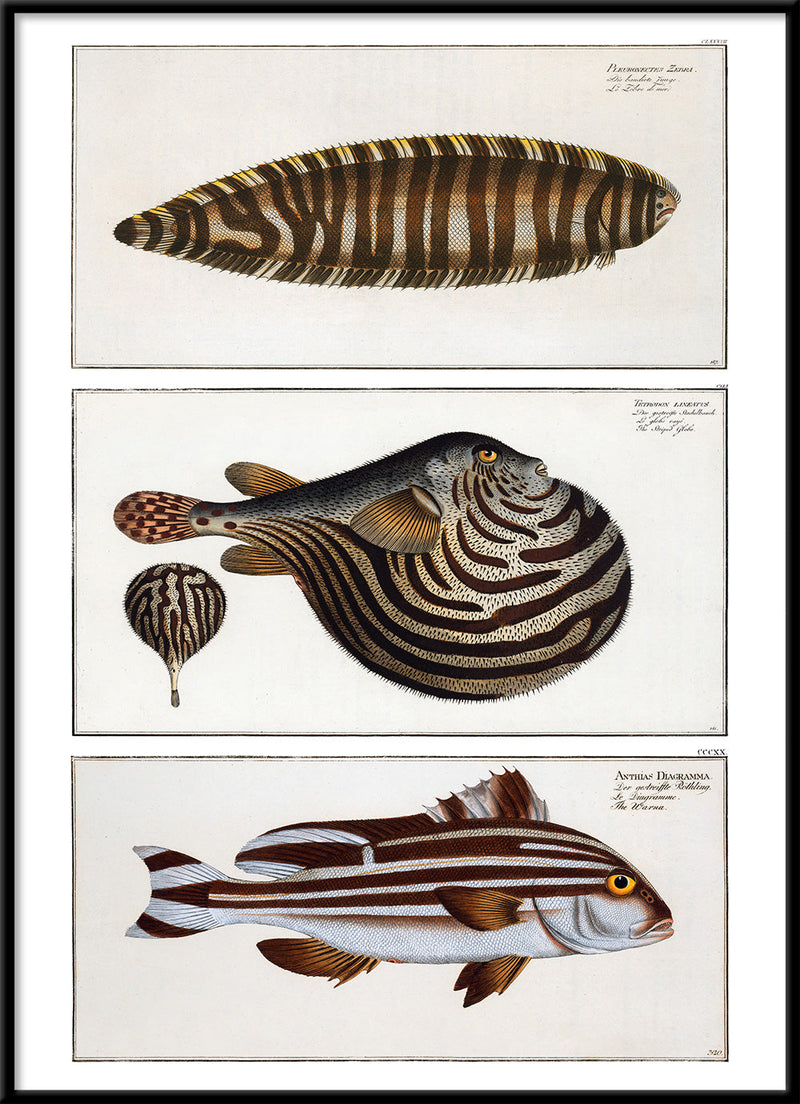 Zebrias, Globefish and Diagramma