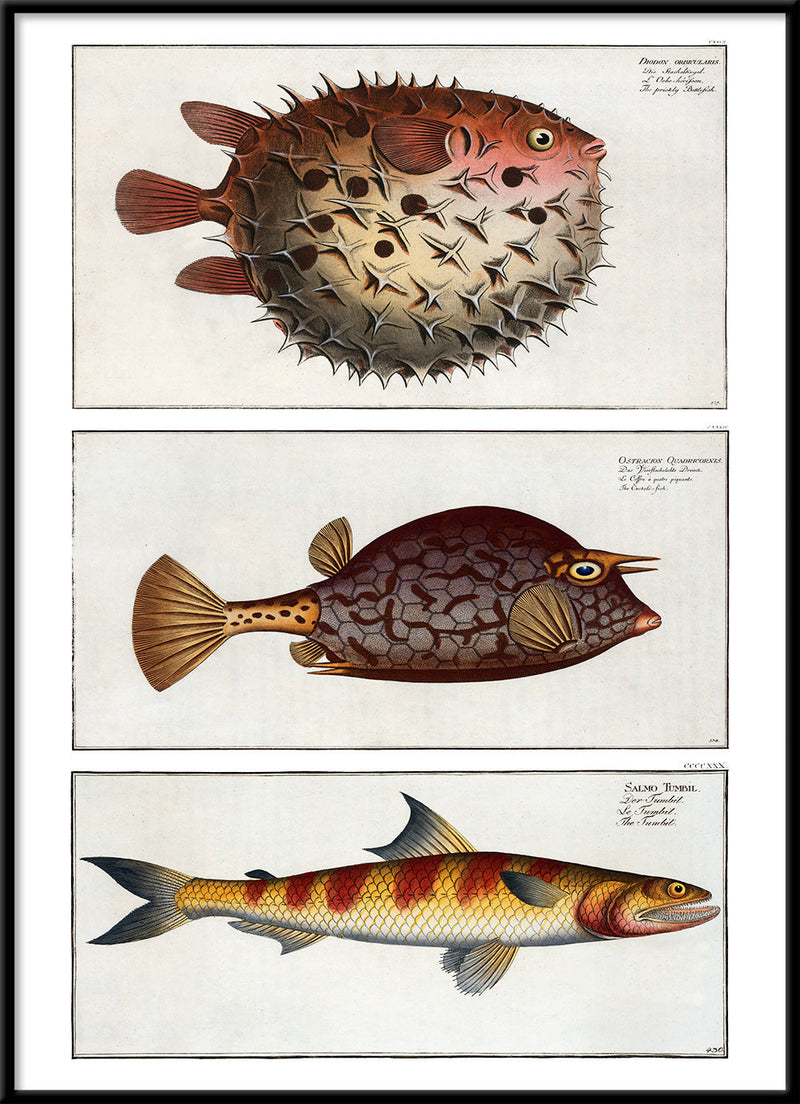 Bottlefish, Cuckold fish and Greater Lizardfish