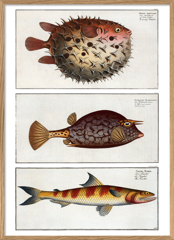 Bottlefish, Cuckold fish and Greater Lizardfish