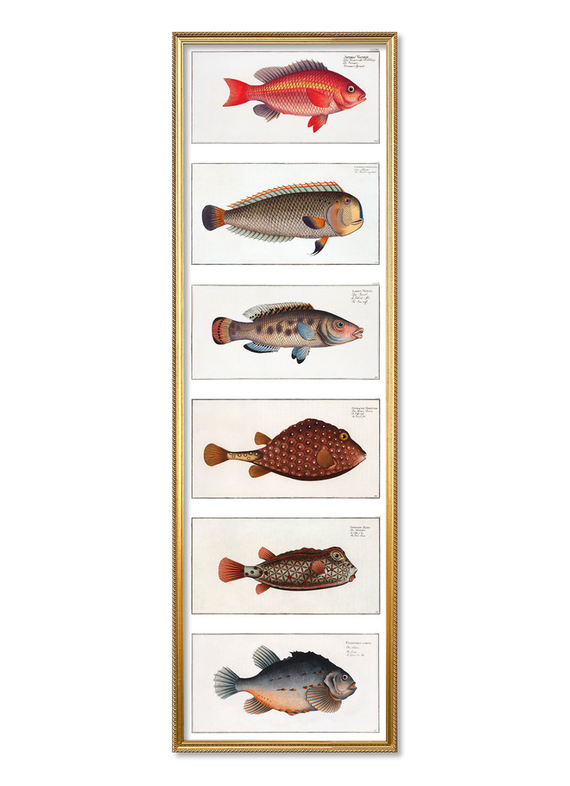 Fish beauties 1.