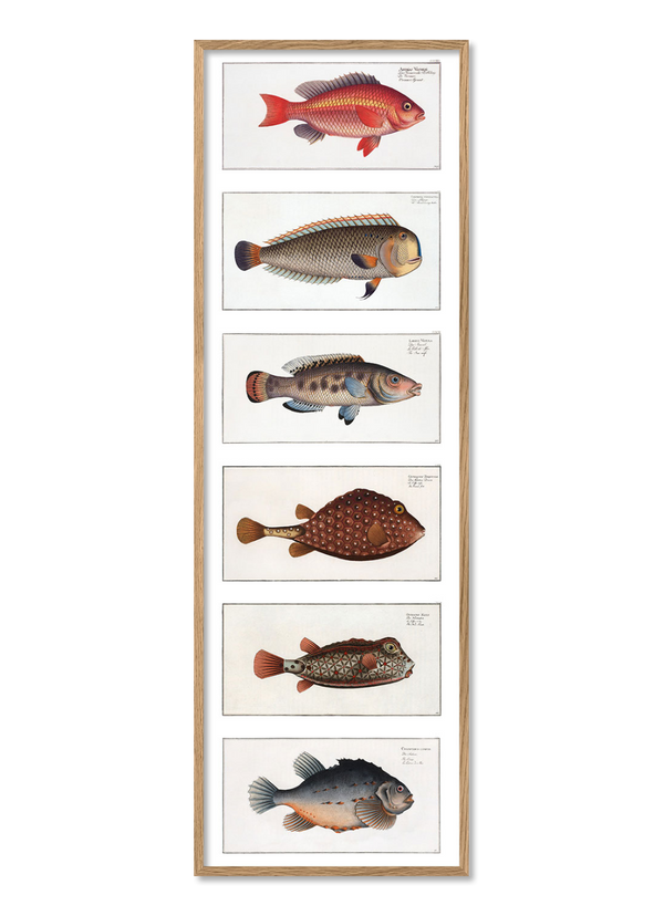 Fish beauties 1.