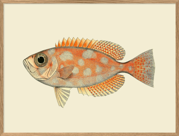 Blotched Bigeye (Priacanthus Carolinus)