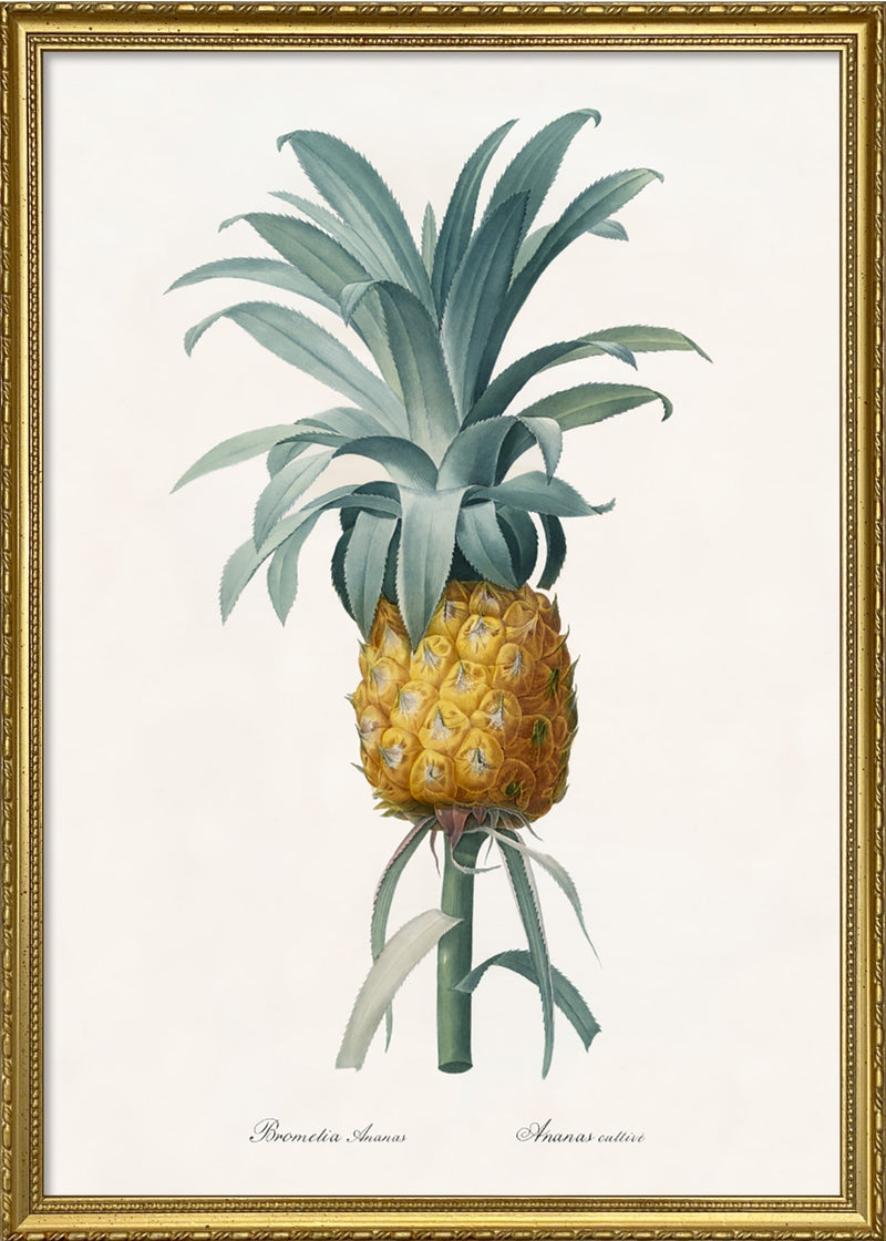 Bromelia Ananas