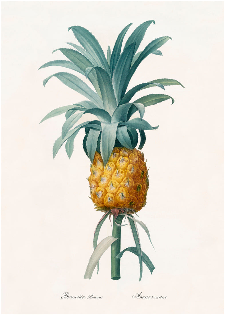 Bromelia Ananas