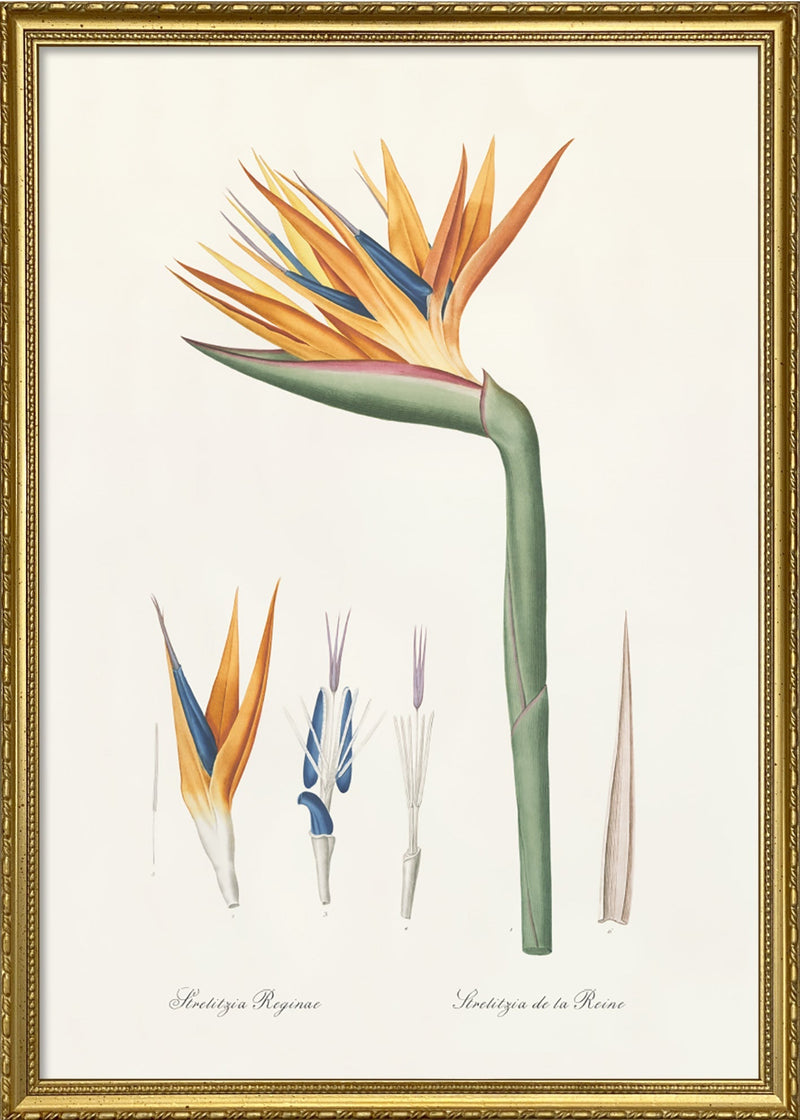 Strelitzia Regina no 2