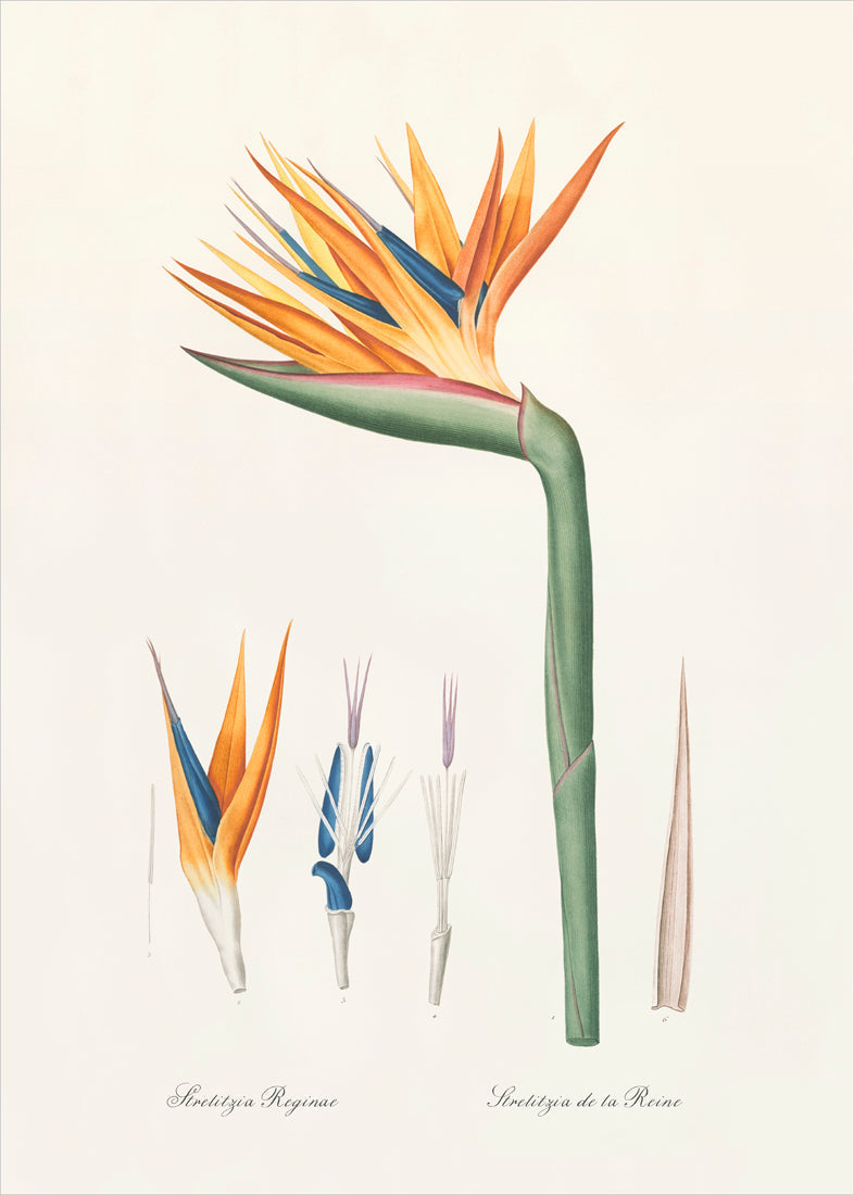 Strelitzia Regina no 2