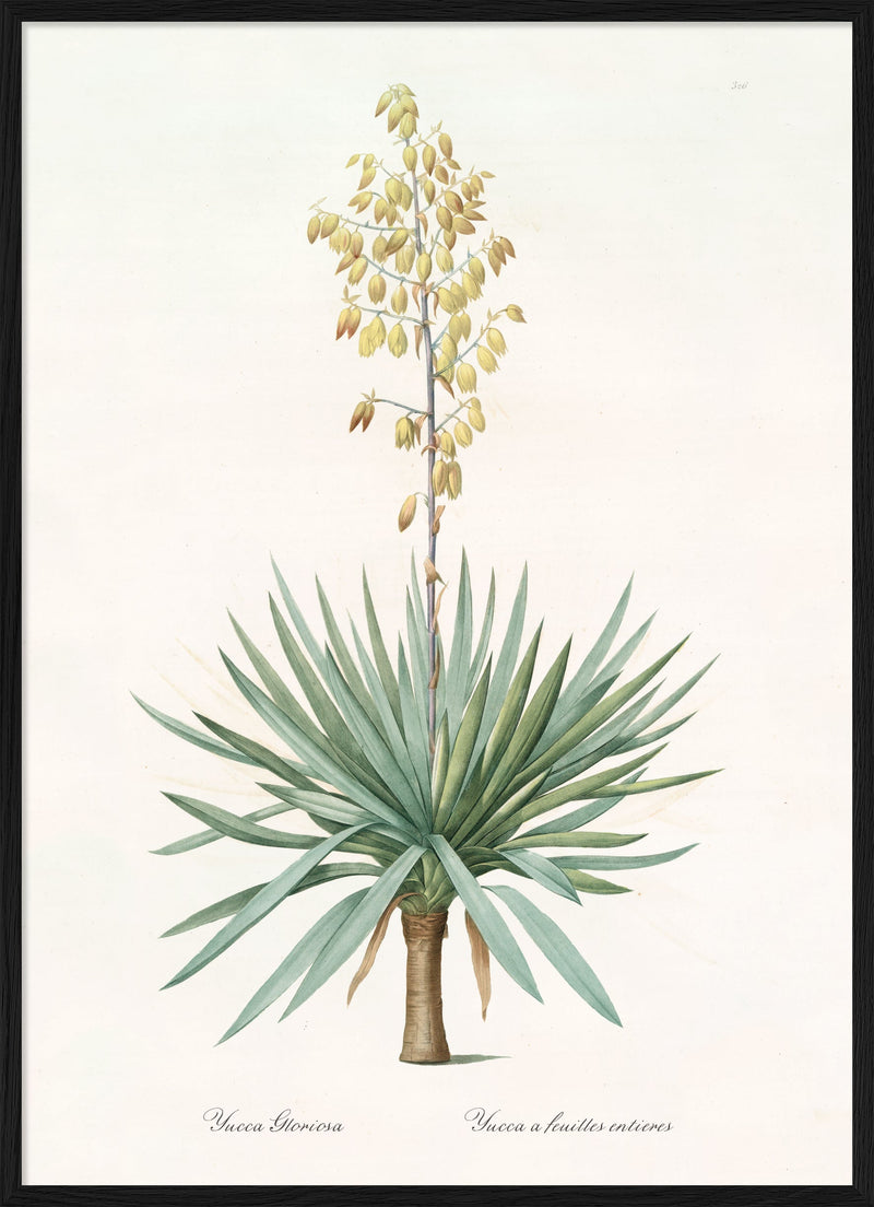 Yucca Gloriosa