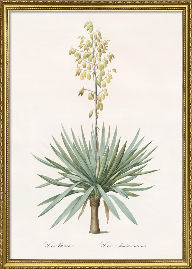 Yucca Gloriosa