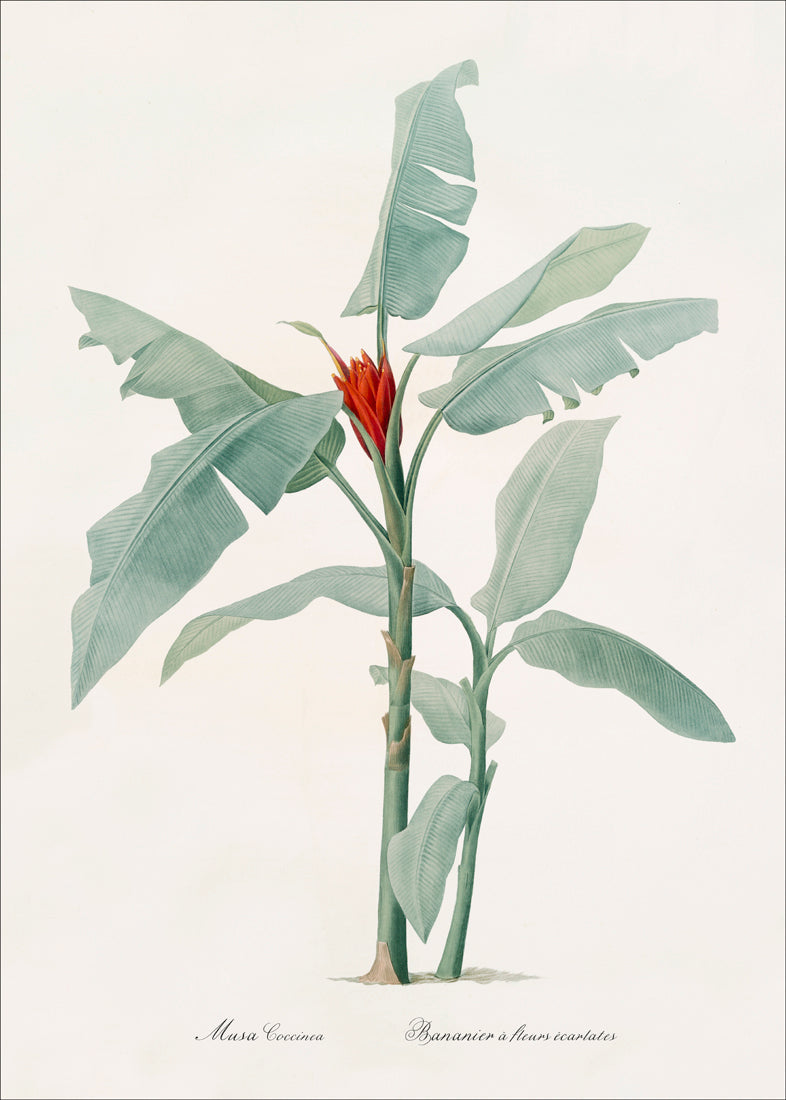 Musa Coccinea