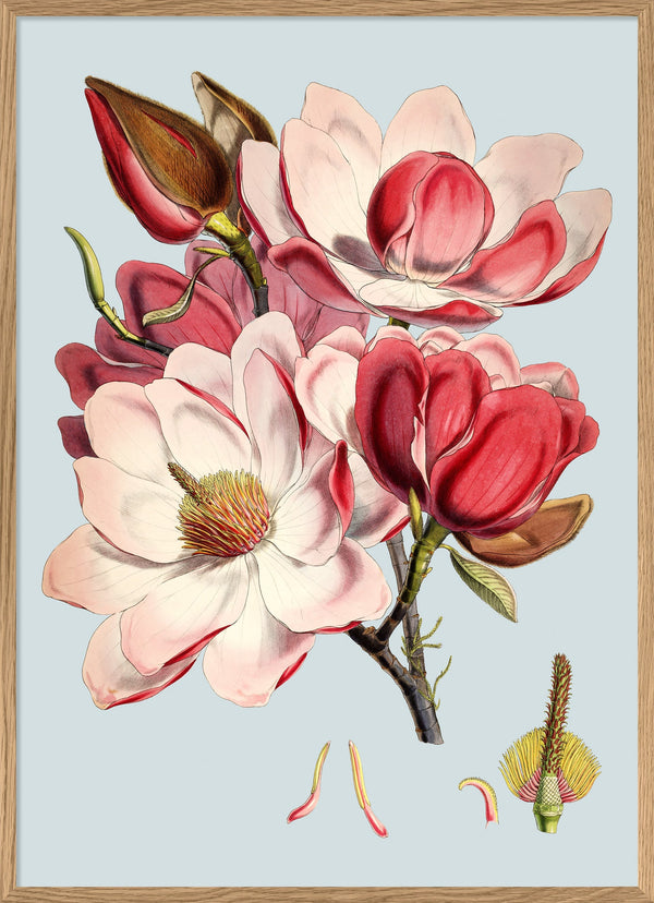 Magnolia Campbellii