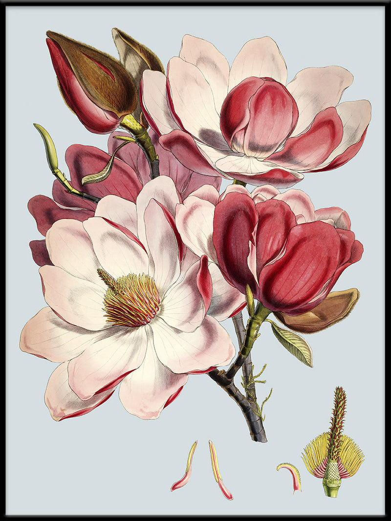 Magnolia Campbellii