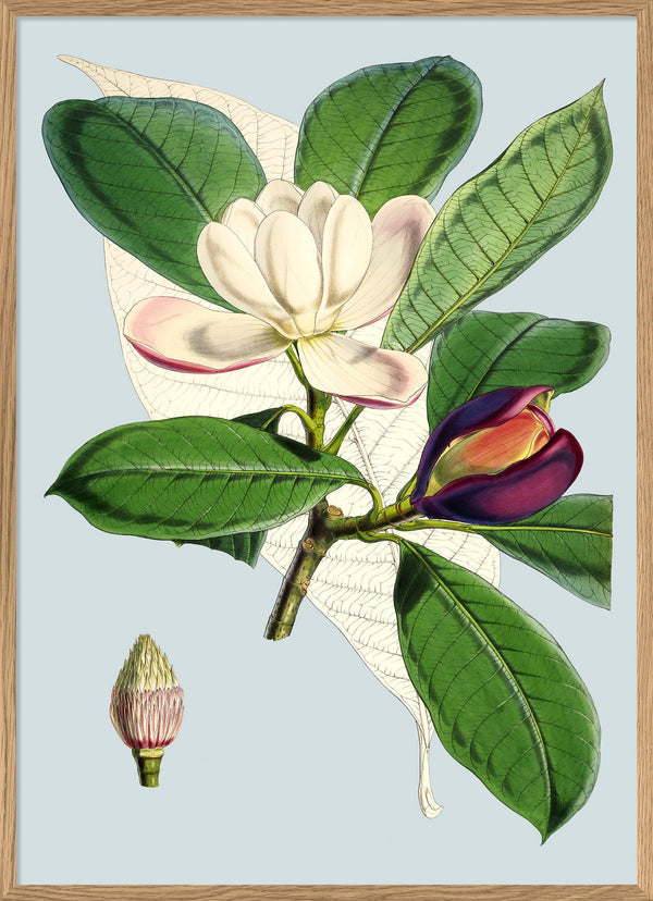 Talauma Hodgsoni